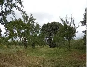 Desbroce de fincas Limpieza de terrenos
